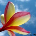 Profile photo of Neha Mishra