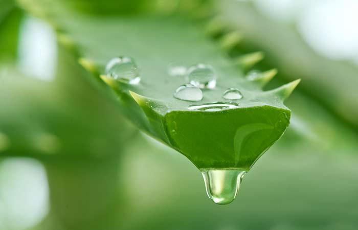 Aloe-Vera-Juice-Hair-Rinse