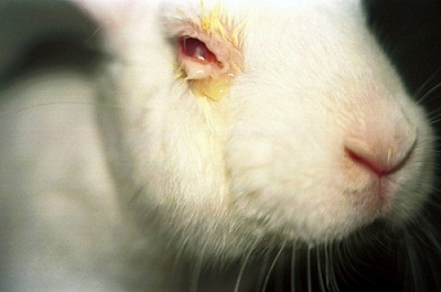 Do We Need Animal Testing?