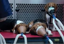 Do We Need Animal Testing?