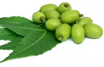 Ayurvedic herb neem helps in killing head lice