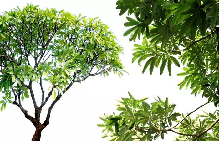 Improve spider veins with Japanese pagoda tree extract
