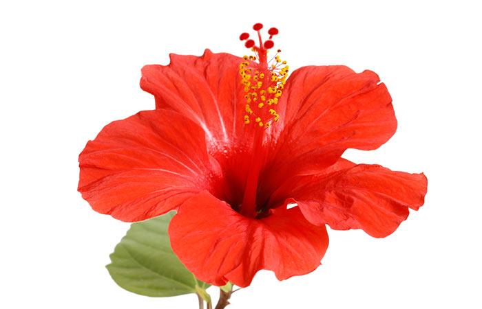 9. Chinese Hibiscus