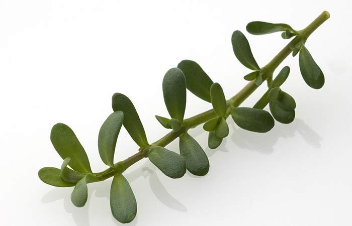 How to use ashwagandha plant hair growth