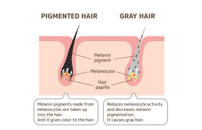 Diagram comparing structure of black and gray hair