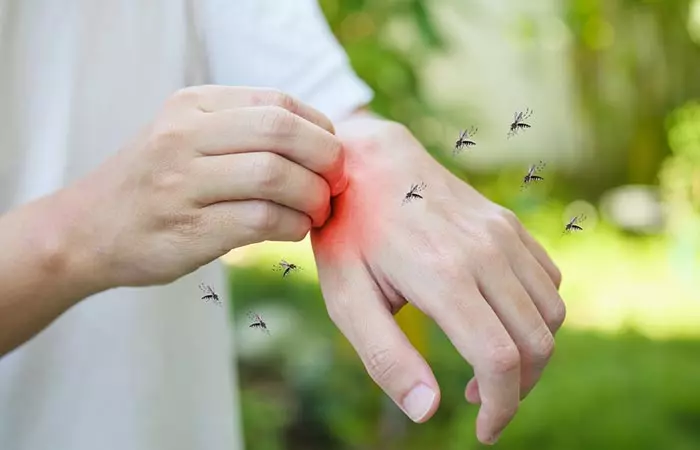Vitamin B12 may prevent mosquito bites