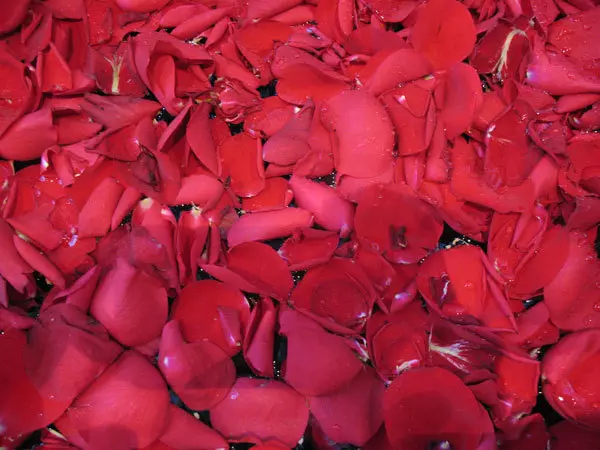 rose petals benefits 