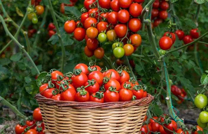 Tomatoes can help promote hair growth 
