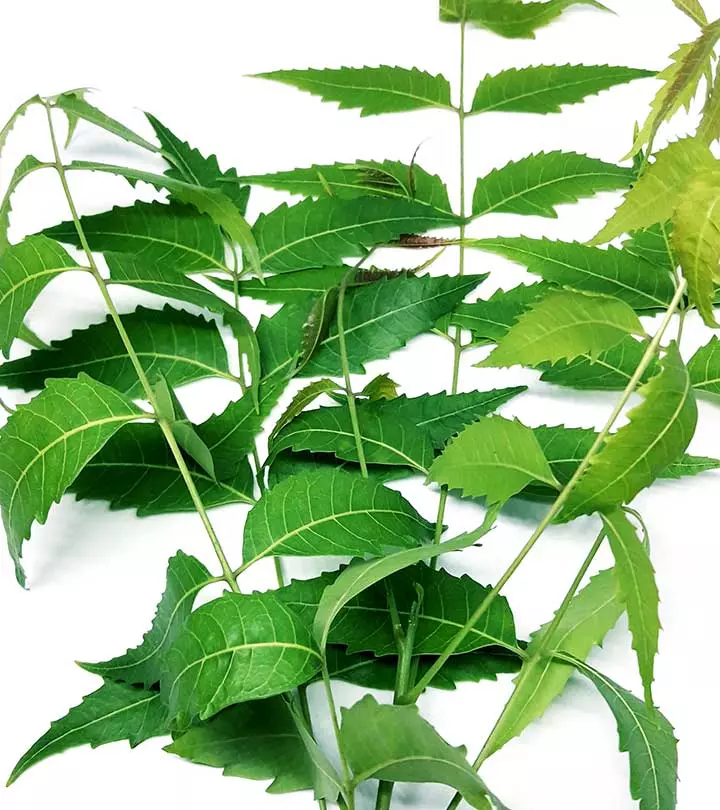 Can You Eat Neem Leaves What Are The Health Benefits
