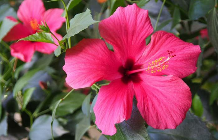 Chinese Hibiscus