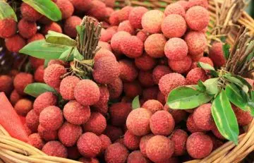 What is litchi