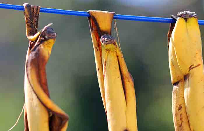 Banana peels hung on a line