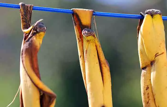 Banana peels hung on a line