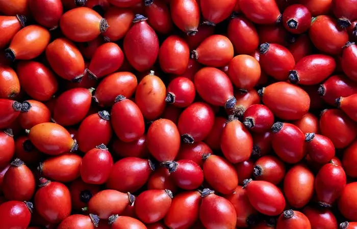 Freshly picked rosehips