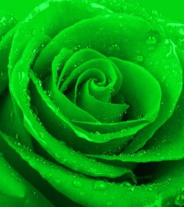 Top 10 Most Beautiful Green Roses