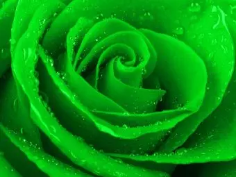 Top 10 Most Beautiful Green Roses