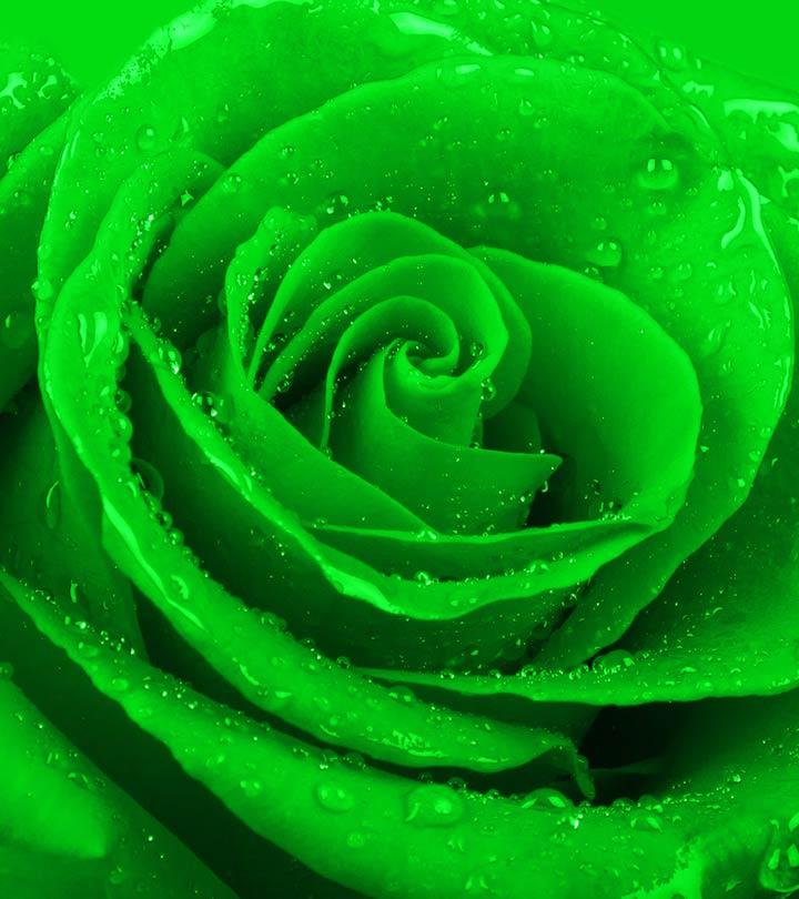 green rose flower picture