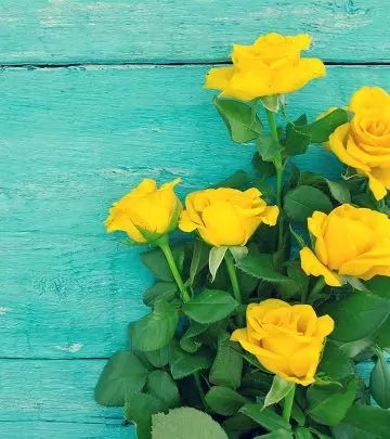 Top 10 Most Beautiful Yellow Roses
