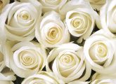 10 Most Beautiful White Rose Varieties You