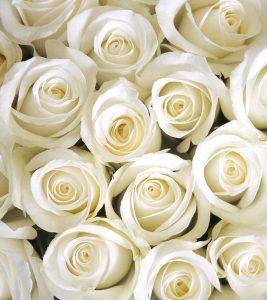 10 Most Beautiful White Rose Varietie...