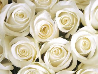 Top 10 Most Beautiful White Roses