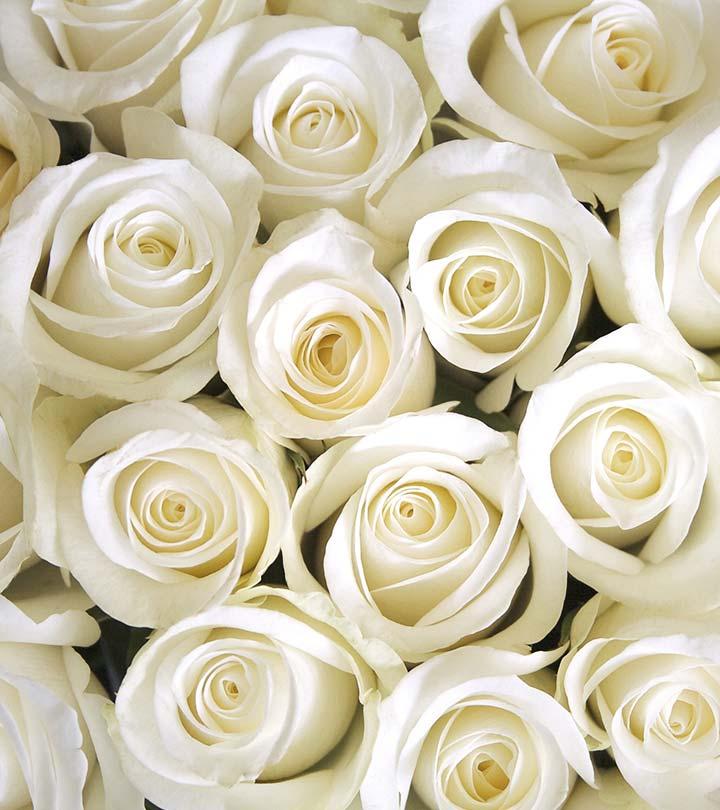 White Rose Name List at Andrew Potts blog