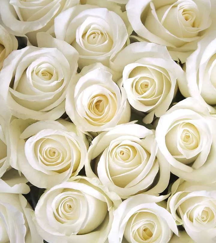 11 Most Beautiful White Rose Varieties You'd Have Ever Seen