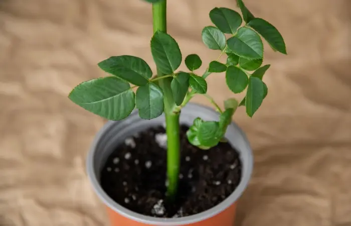 A person planting a rose plant