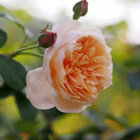 Abraham Darby orange rose with delightful and fruity fragrance