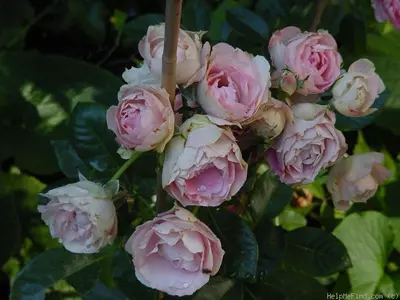 Acropolis rose is one of the most beautiful green roses in the world