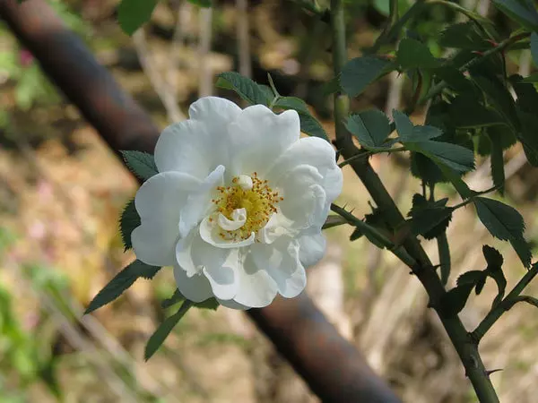Alba maxima white rose
