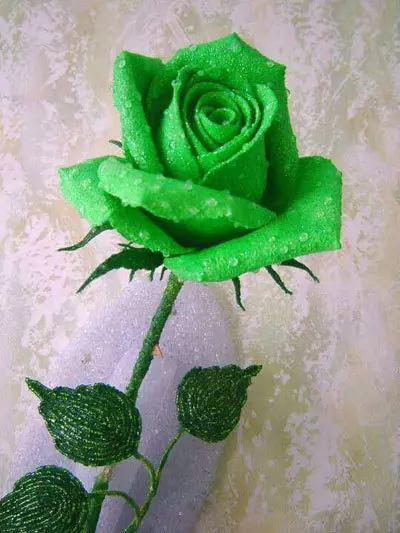 Artificially dyed rose is one of the most beautiful green roses