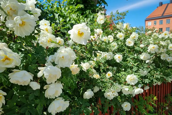 Beautiful white roses on the fence