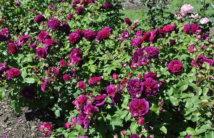 A bush of Bleu Magenta roses