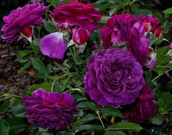 Bleu-magenta purple rose