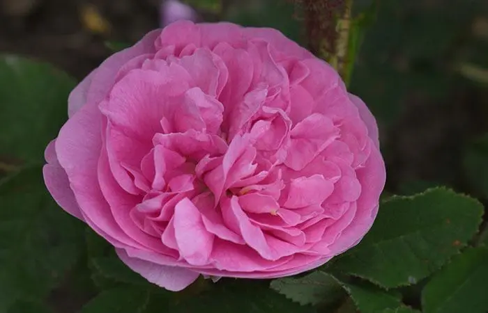 A Chapeau de Napoléon rose