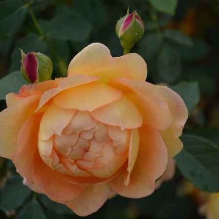 Close-up of Lady of Shallot orange rose