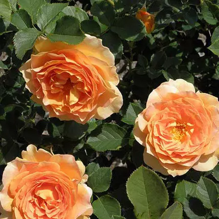 Crown Princess Margareta orange rose