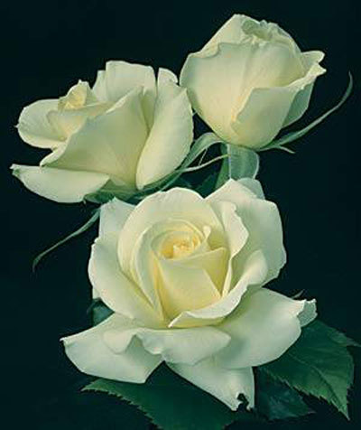 Floribunda rose is one of the most beautiful green roses