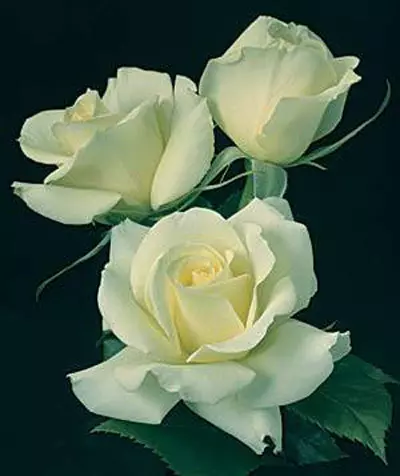 Floribunda rose is one of the most beautiful green roses
