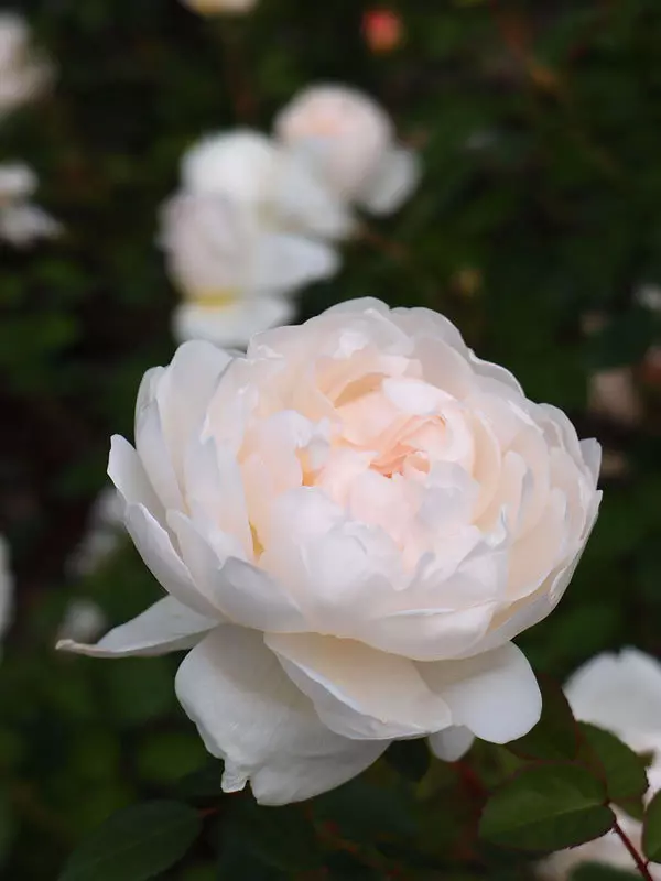 Glamis castle white rose