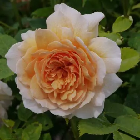 Grace orange rose