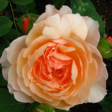 Grace orange rose