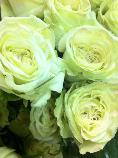 Green tea rose is one of the most beautiful green roses