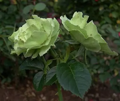 Greensleeves rose is one of the most beautiful green roses in the world