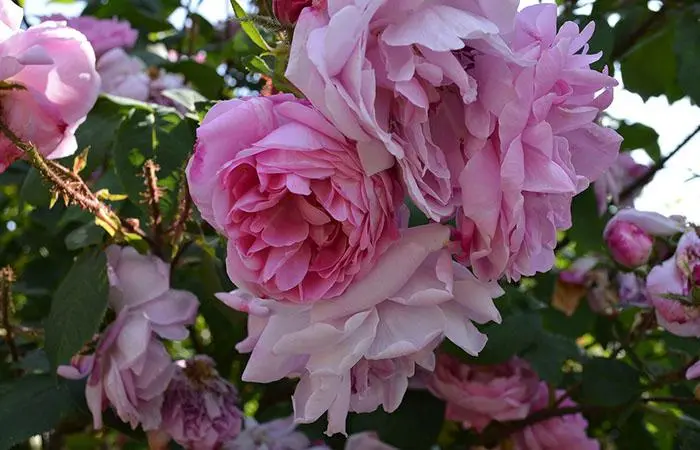 A Jeanne de Montfort rose