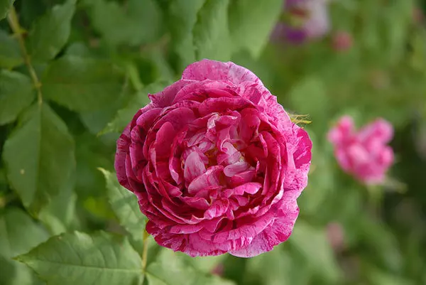 Jeanne de Montfort purple rose