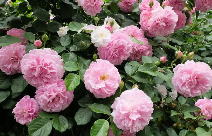 A bush of lavender Lassie rose