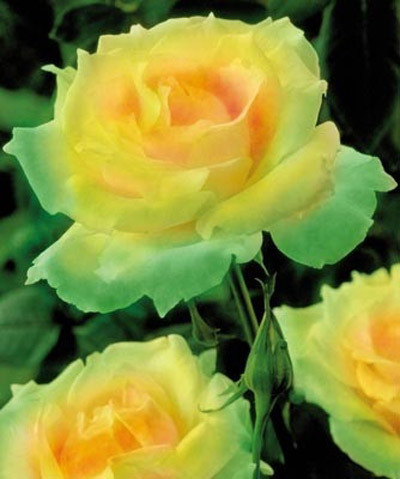 Mint julep rose is one of the most beautiful green roses in the world