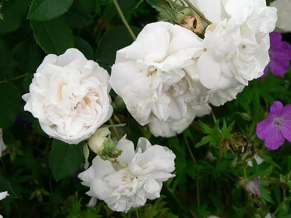 Mme Plantier white rose